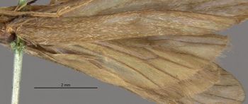 Media type: image;   Entomology 10984 Aspect: Wing hind